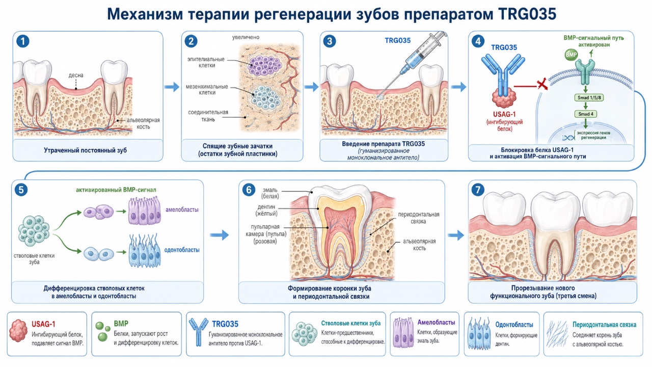 Выращивание зубов у человека: о технологиях регенеративной стоматологии