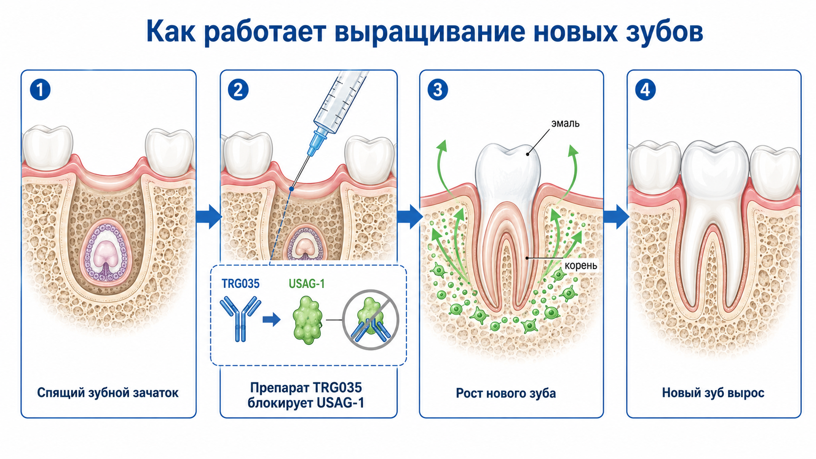 Выращивание зубов у человека: правда и мифы о технологиях регенеративной стоматологии